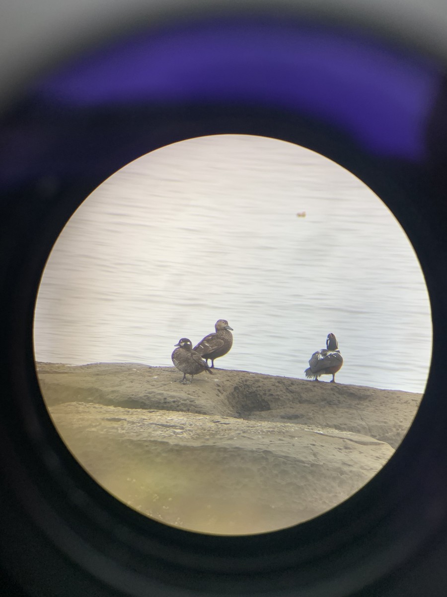 Steller's Eider - ML655791610