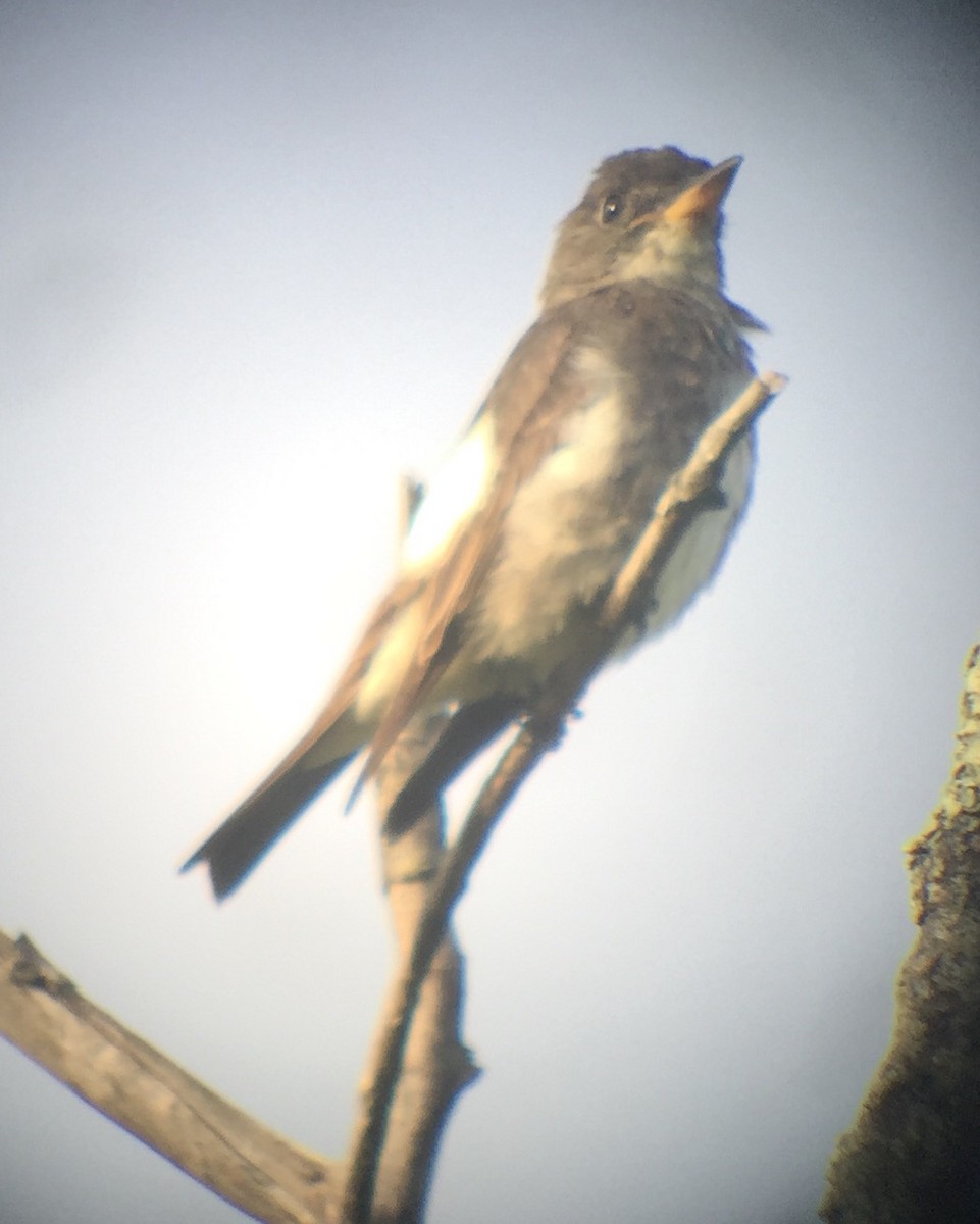 Olive-sided Flycatcher - Chris Dalton