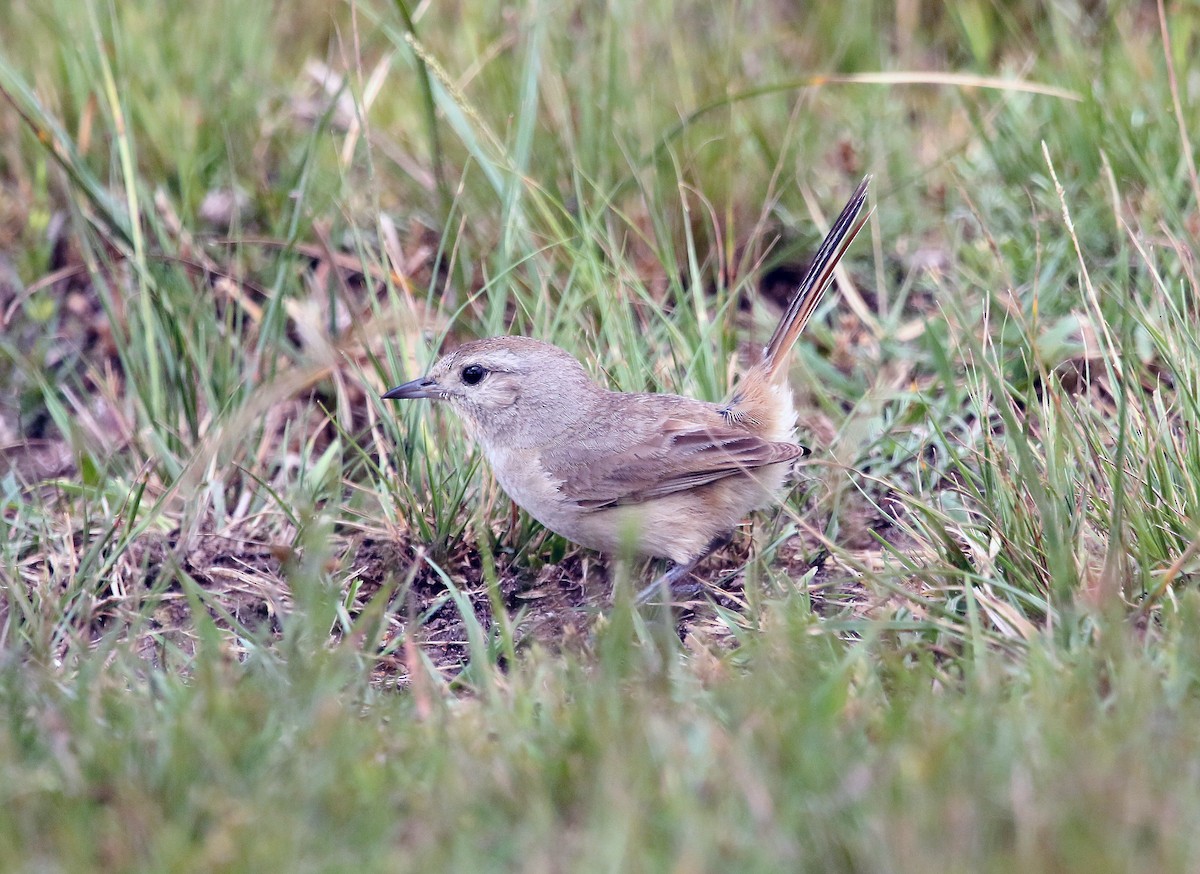 Short-billed Canastero - ML655793989