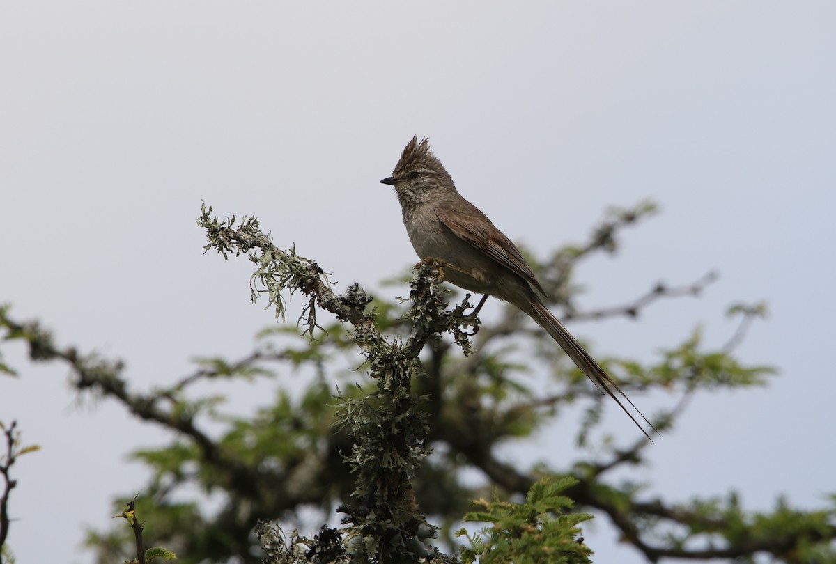 Tufted Tit-Spinetail - ML655794166
