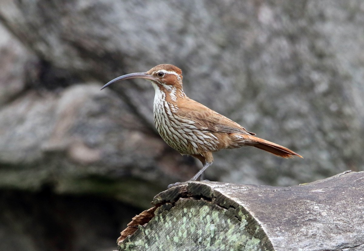 Scimitar-billed Woodcreeper - ML655794591