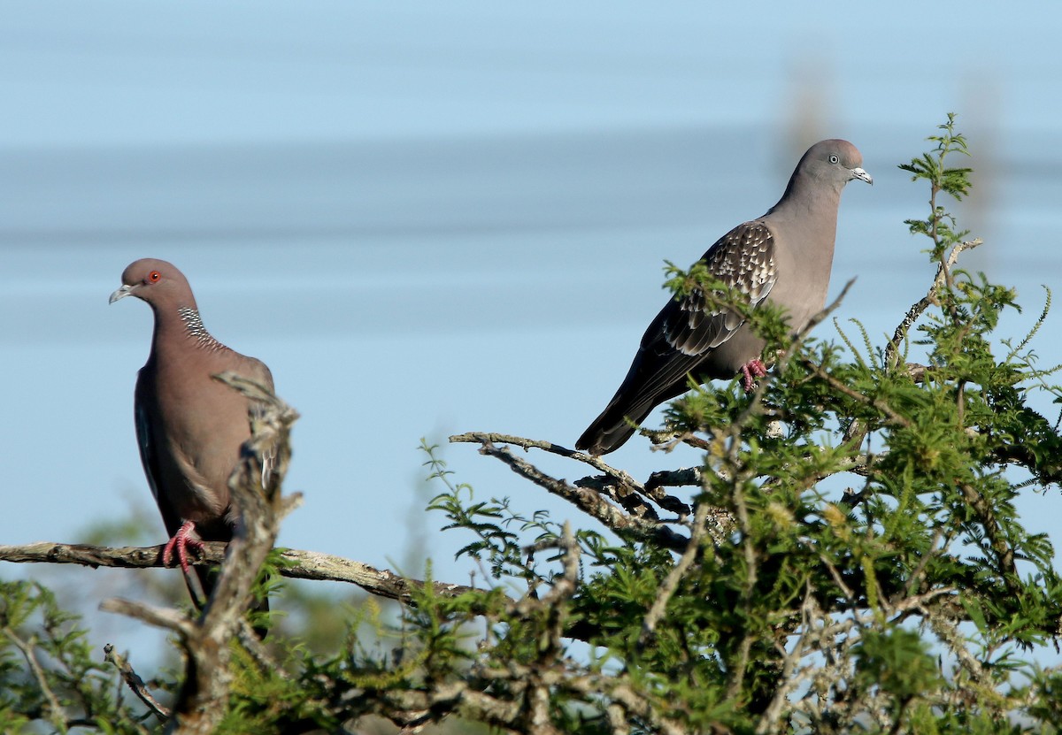 Spot-winged Pigeon - ML655794914
