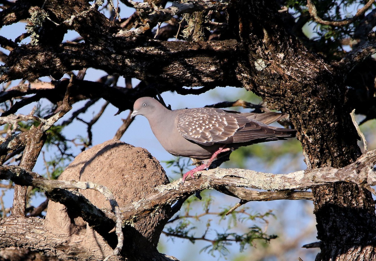 Spot-winged Pigeon - ML655795086