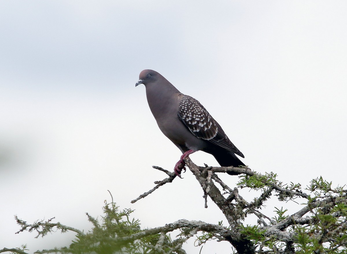 Spot-winged Pigeon - ML655795128