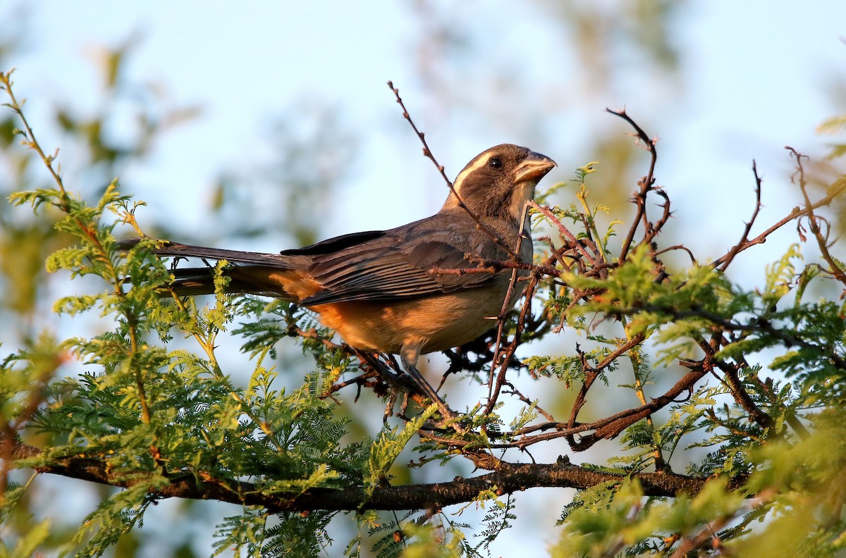 Golden-billed Saltator - ML655795757