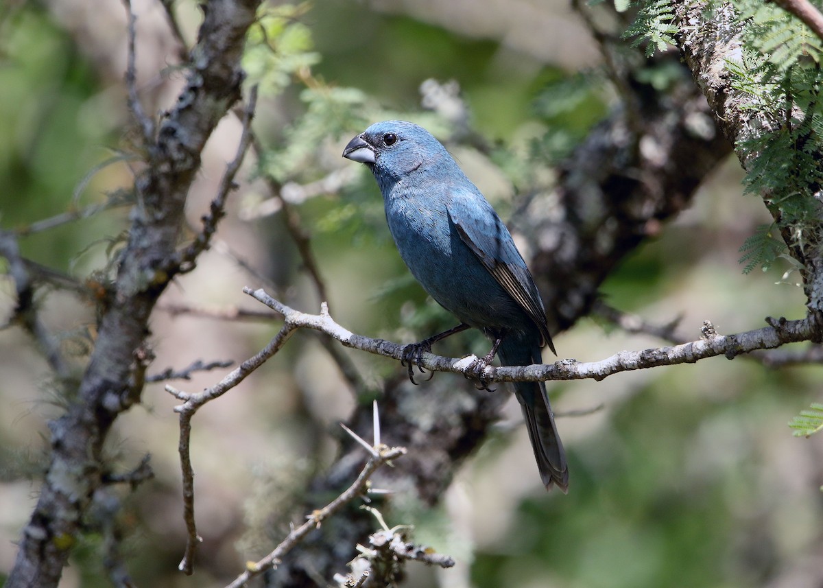 Glaucous-blue Grosbeak - ML655795914