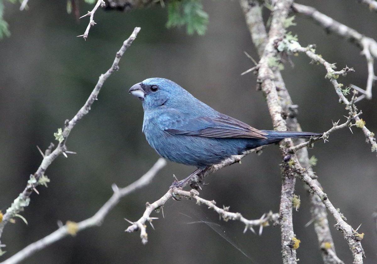 Glaucous-blue Grosbeak - ML655795940