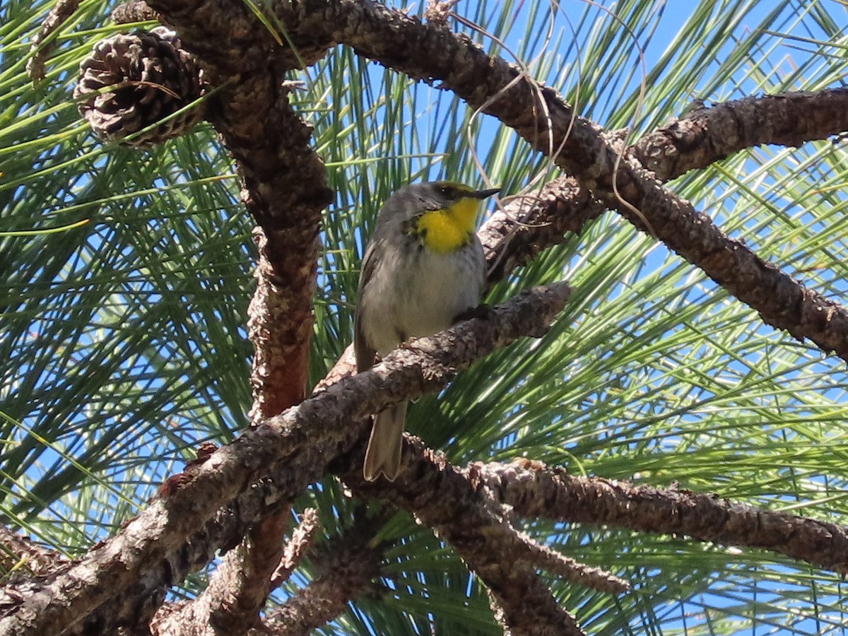 Olive-capped Warbler - ML655796038