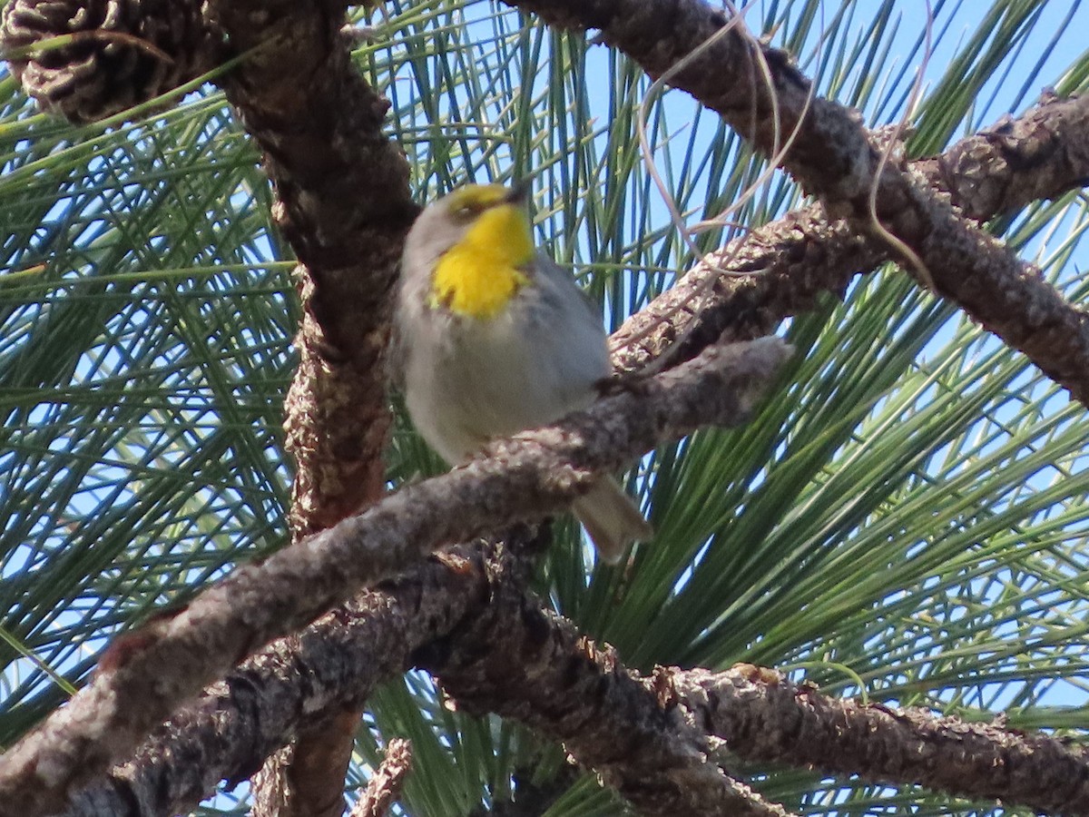 Olive-capped Warbler - ML655796094