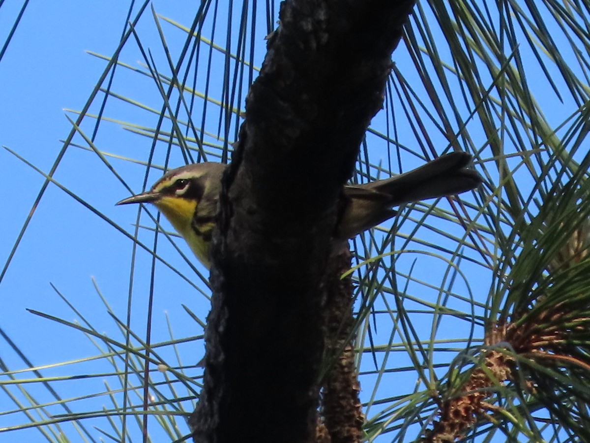 Bahama Warbler - ML655796297