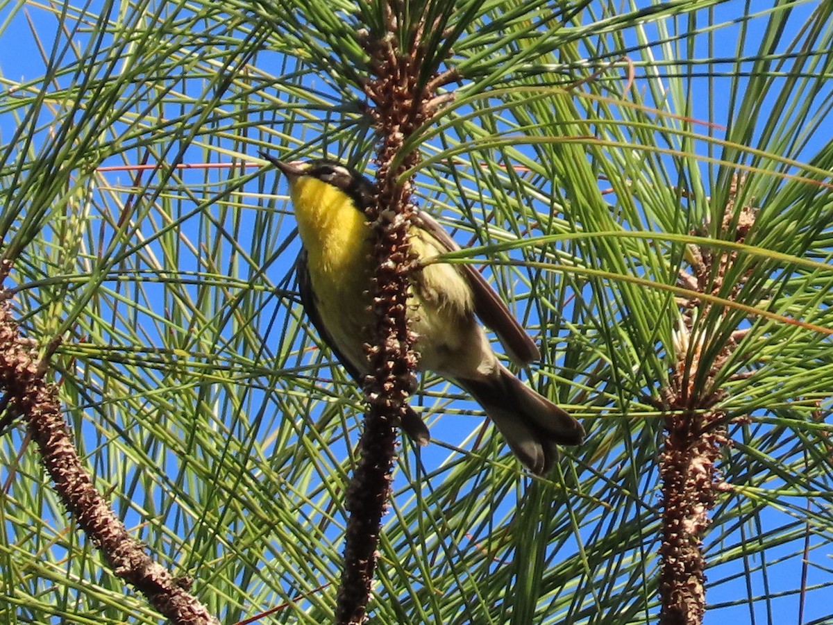Bahama Warbler - ML655796298