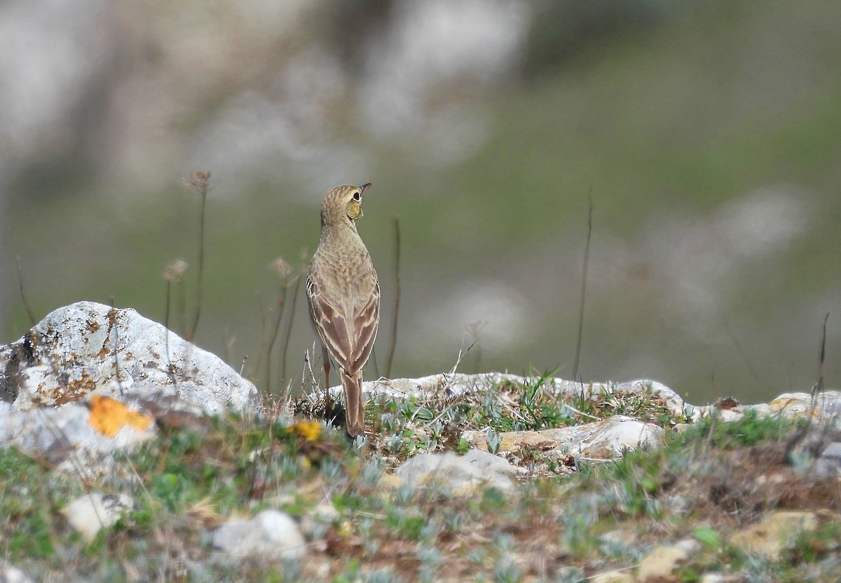 פפיון צהוב - ML655798861