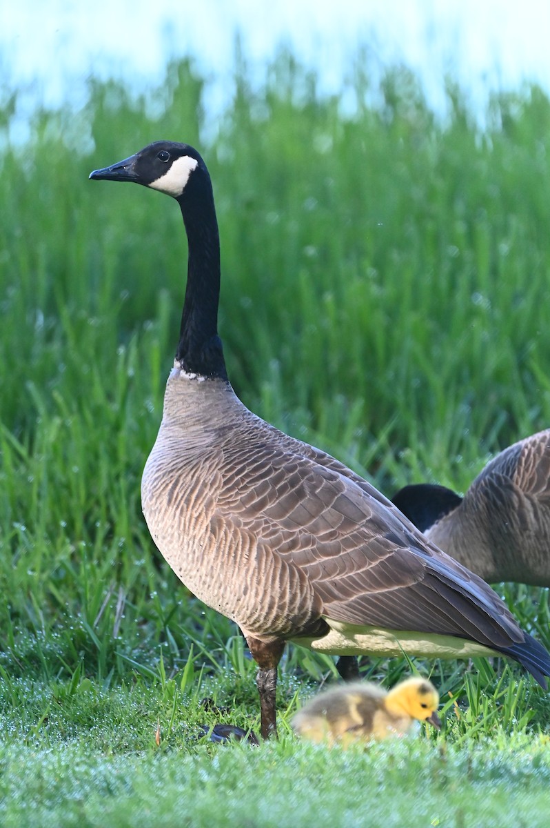 eBird Checklist - 25 Apr 2026 - Billy Frank Jr. Nisqually NWR - 47 species