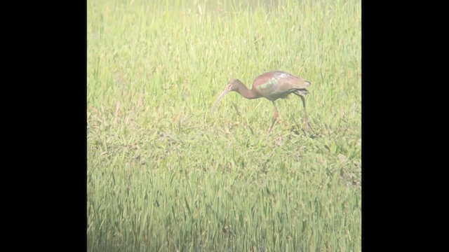 Ibis à face blanche - ML655800305