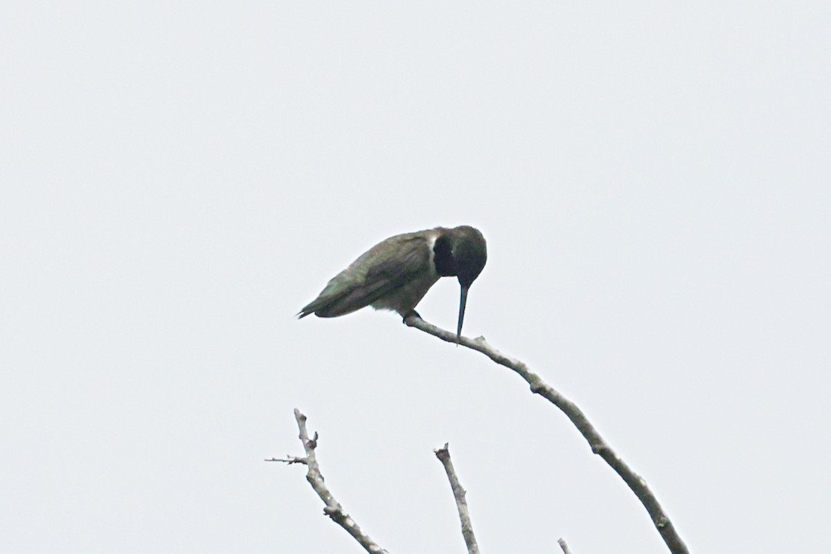 svartstrupekolibri - ML655803864