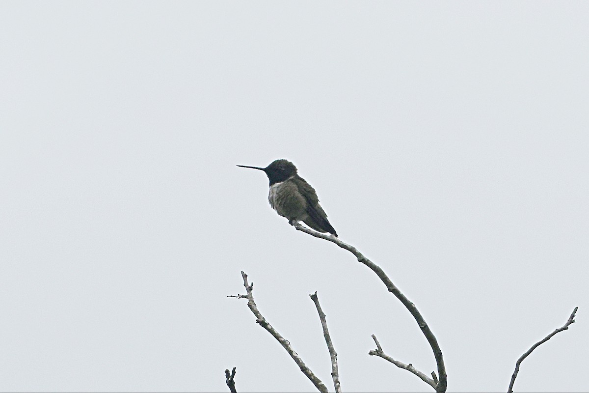 svartstrupekolibri - ML655803865