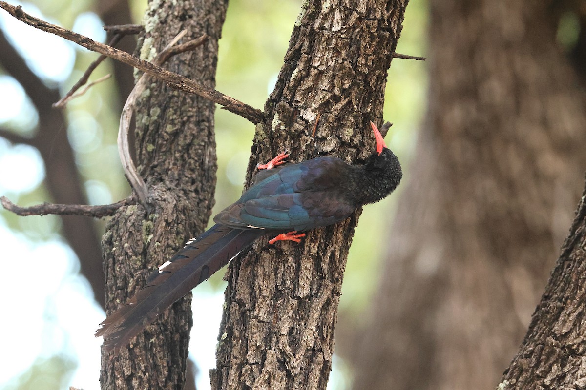Violet Woodhoopoe (Violet) - ML655804029