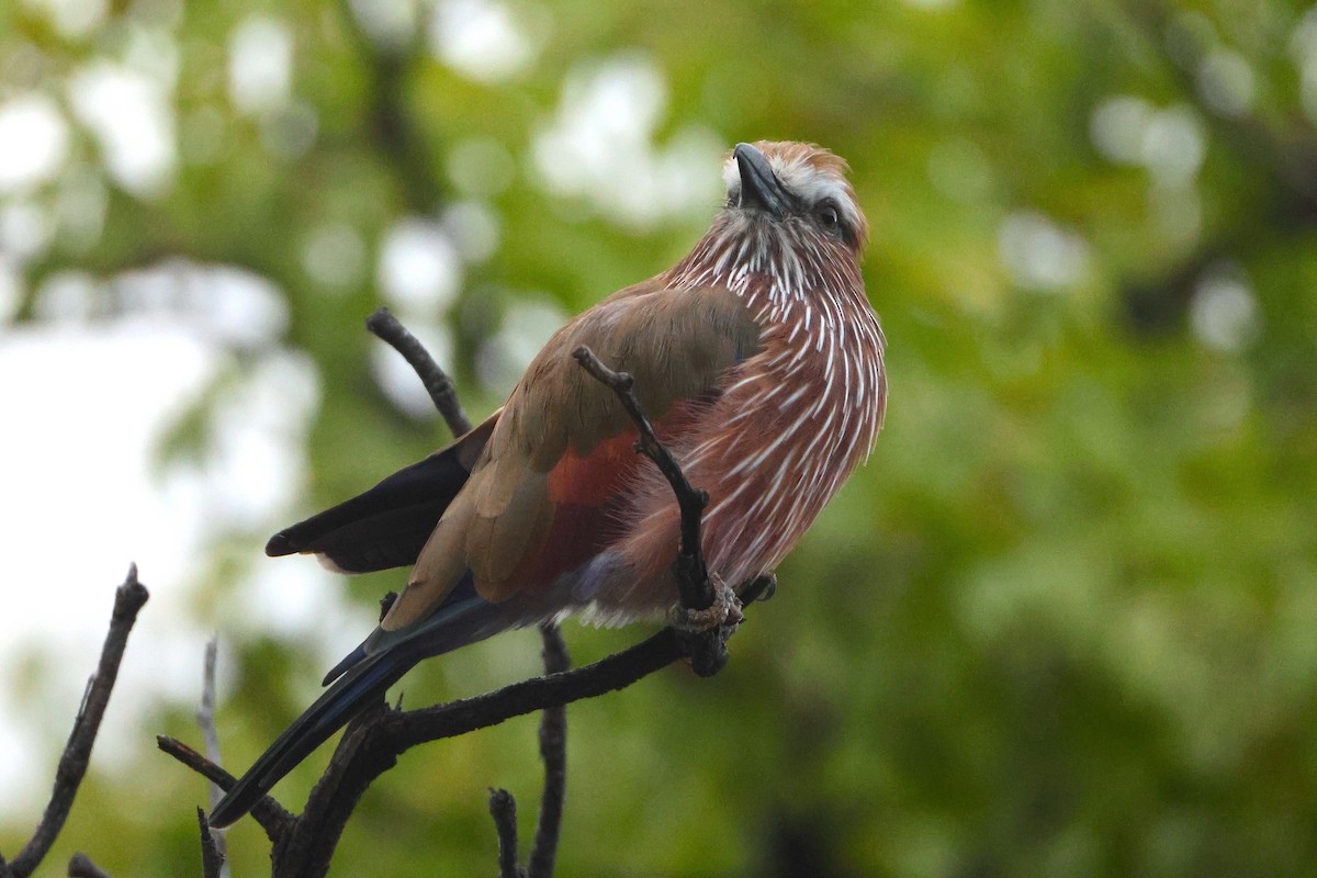 Purple Roller - ML655804131