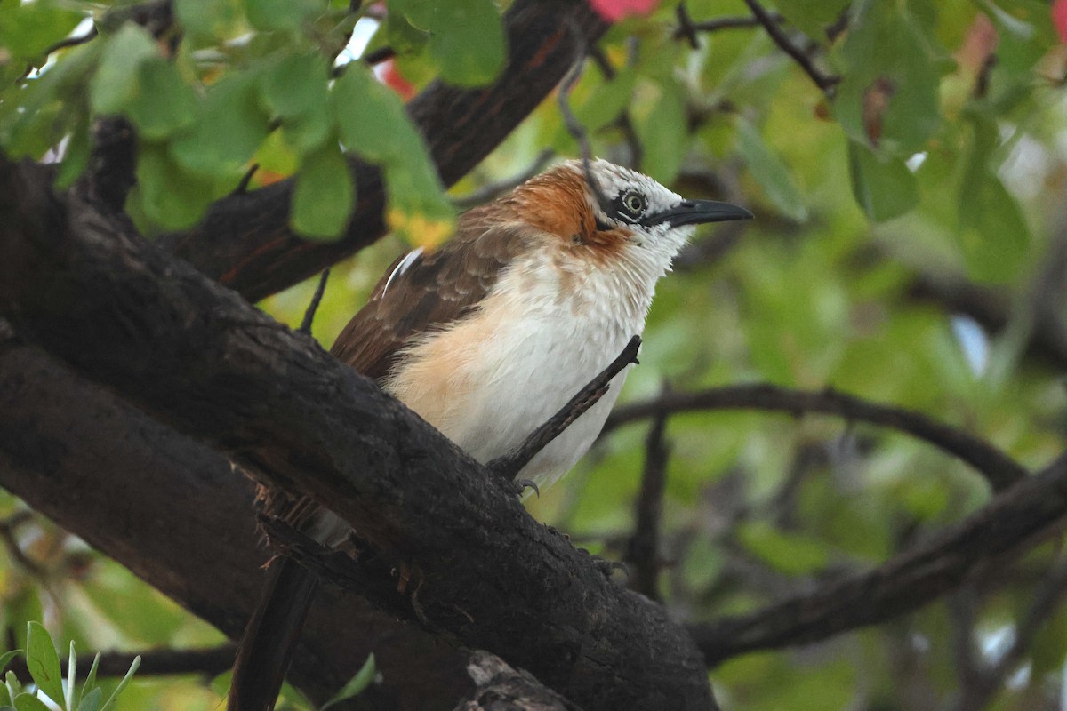 Bare-cheeked Babbler - ML655804145
