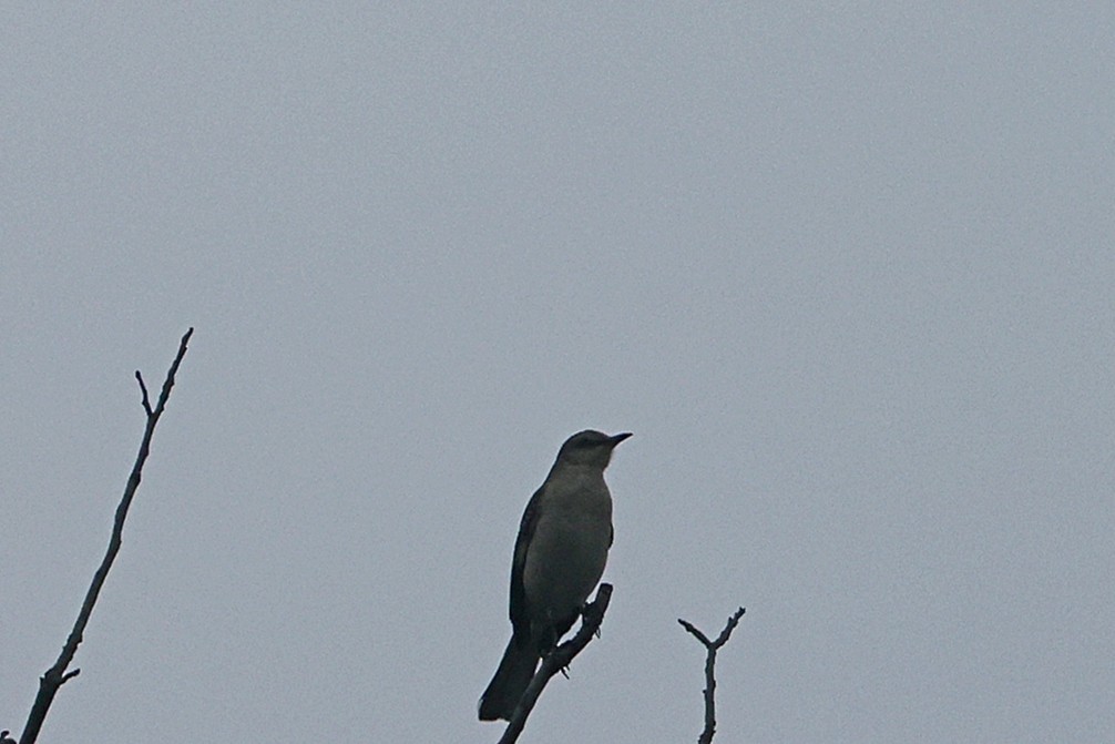 sangspottefugl - ML655804152