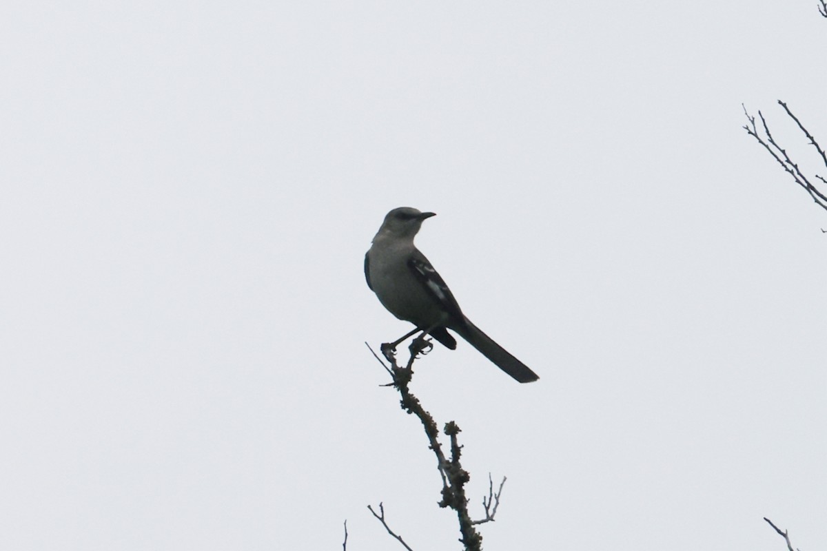 sangspottefugl - ML655804153