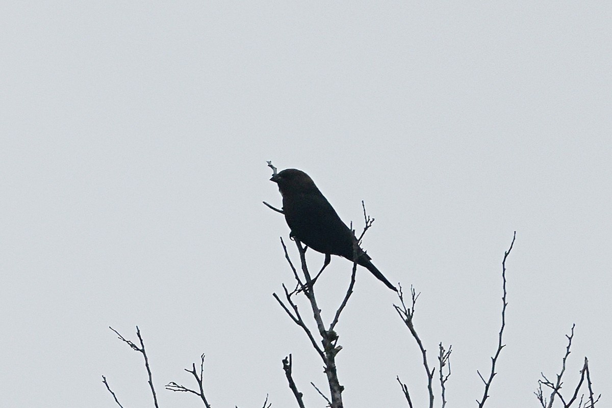 brunhodetrupial - ML655804231