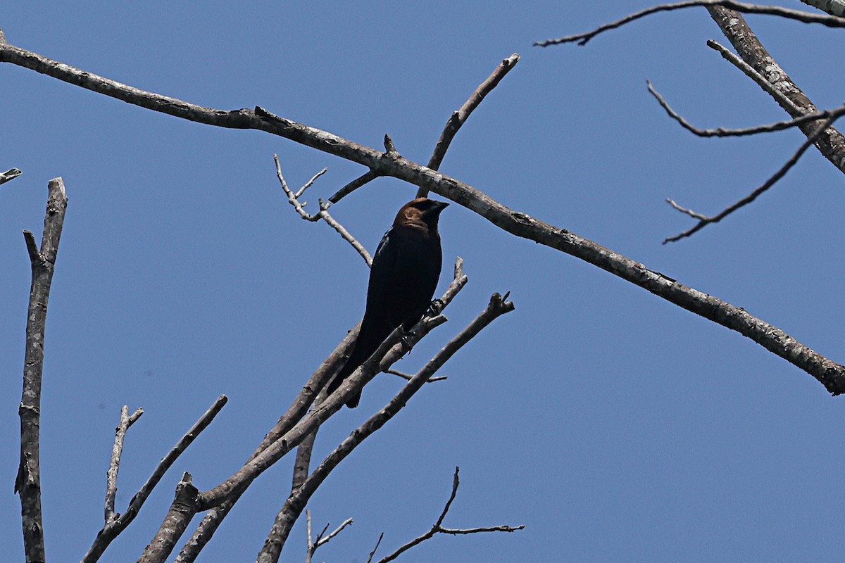 brunhodetrupial - ML655804232