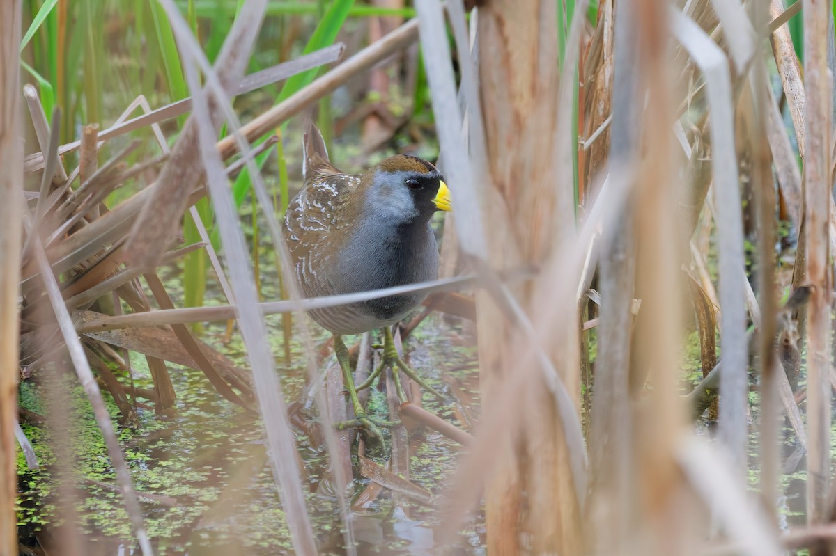 eBird Checklist - 25 Apr 2026 - Conservancy Farm - 38 species