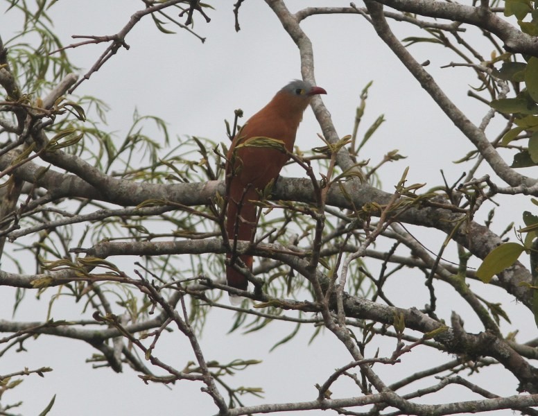 Black-bellied Cuckoo - ML655807221