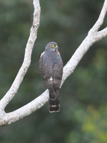 Double-toothed Kite - ML655807243