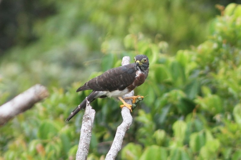Double-toothed Kite - ML655807244
