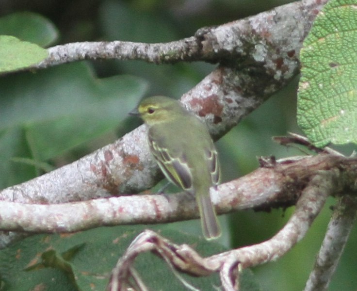 Golden-faced Tyrannulet - ML655807265