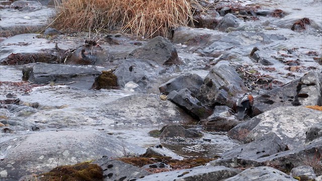 Harlequin Duck - ML655808737