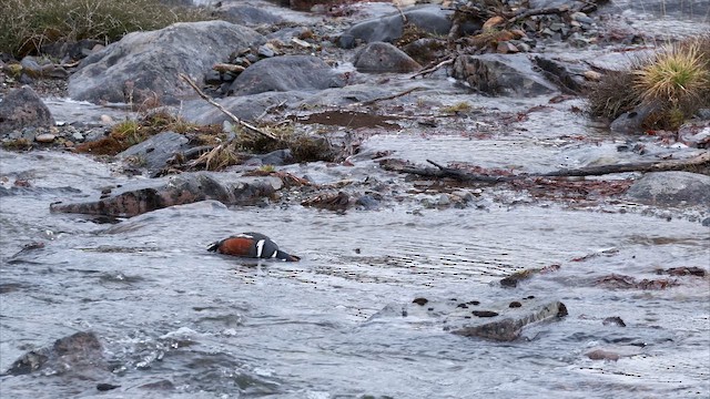 Harlequin Duck - ML655808803