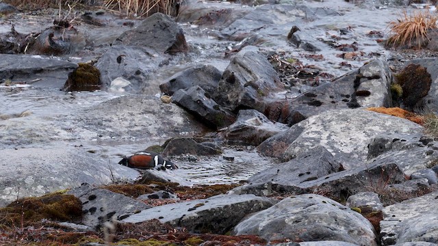 Harlequin Duck - ML655808810
