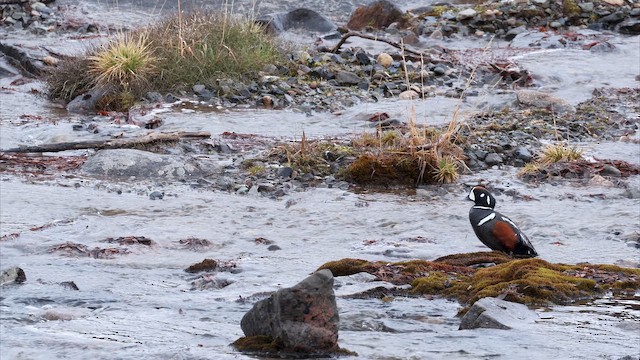 Harlequin Duck - ML655808816