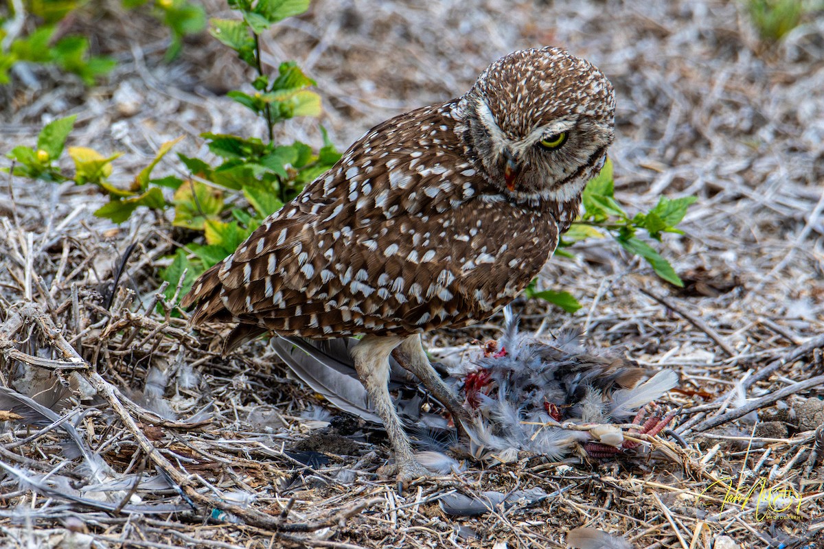 eBird Checklist - 22 Apr 2026 - SW 42nd Ter, Cape Coral, FL - 1 species