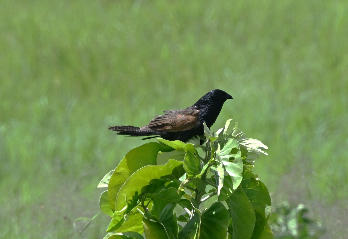 Black Coucal - ML655812104