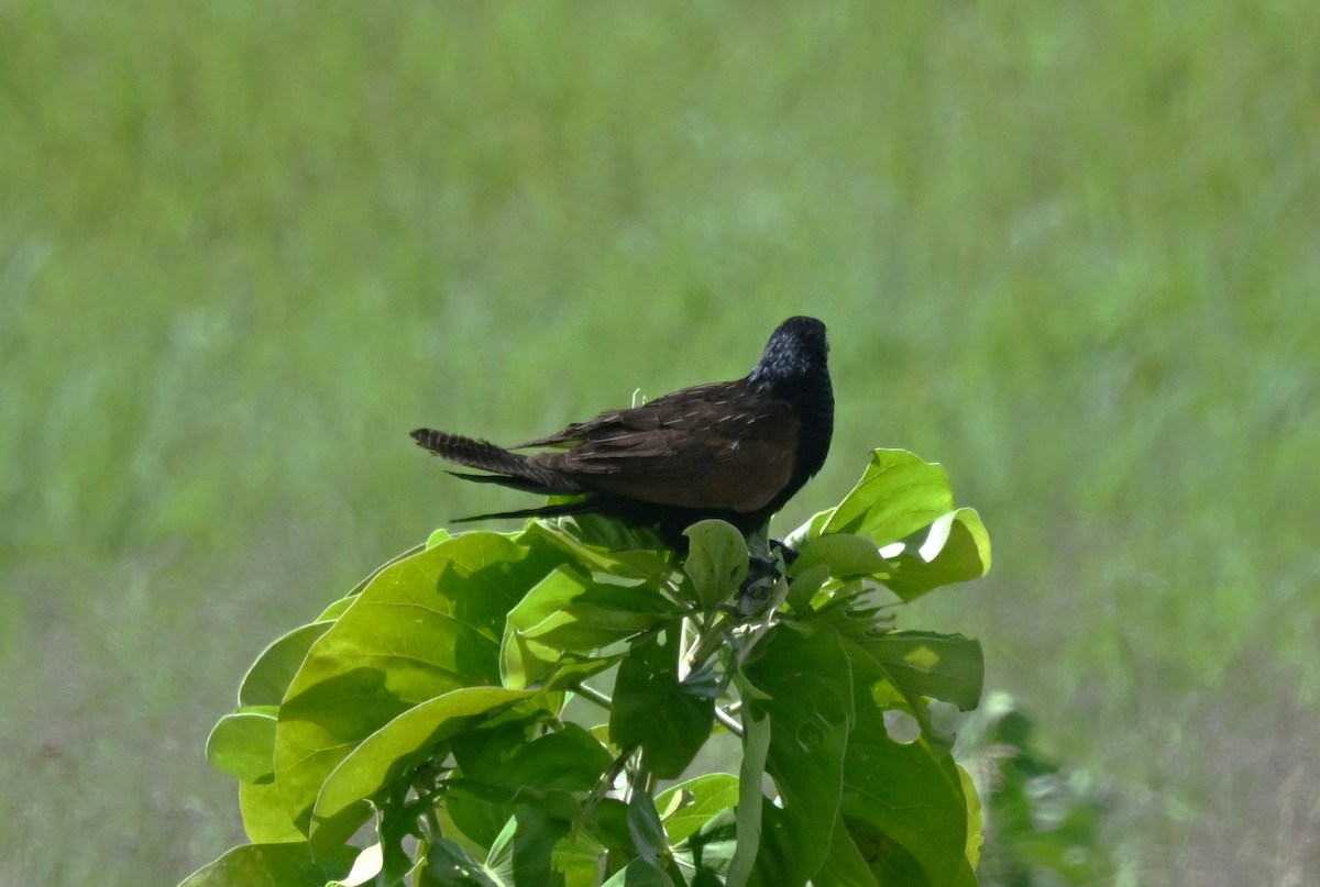 Black Coucal - ML655812135