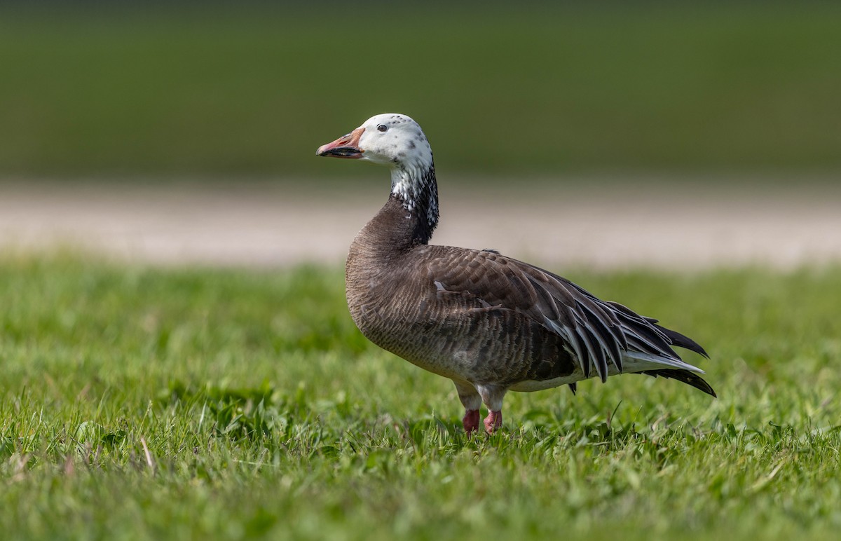 Snow Goose - ML655812266