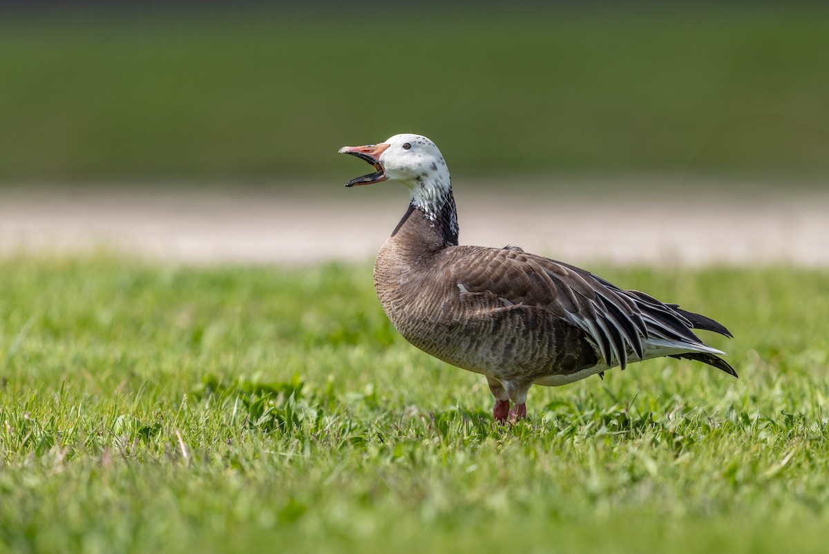 Snow Goose - ML655812267