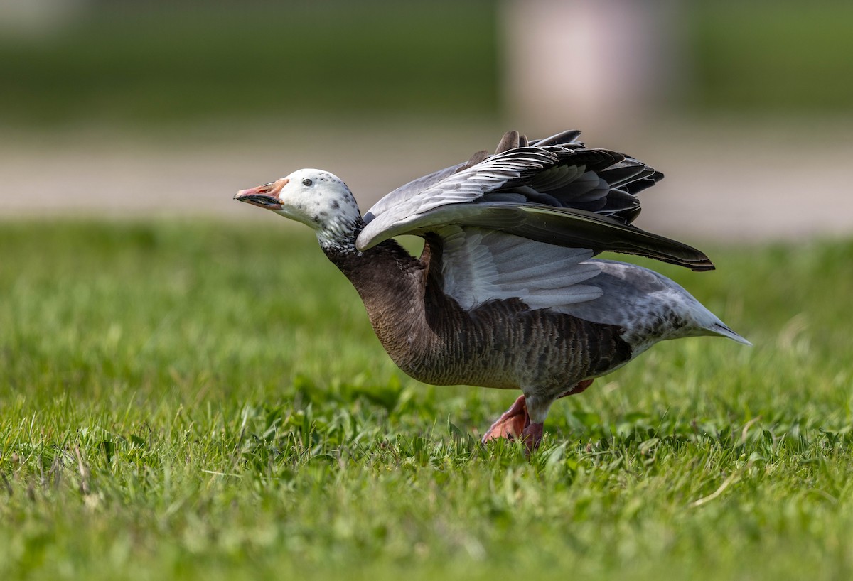 Snow Goose - ML655812268