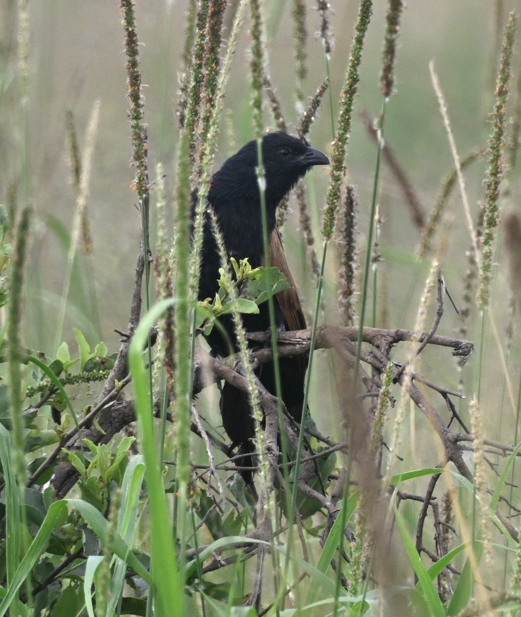 Black Coucal - ML655812899