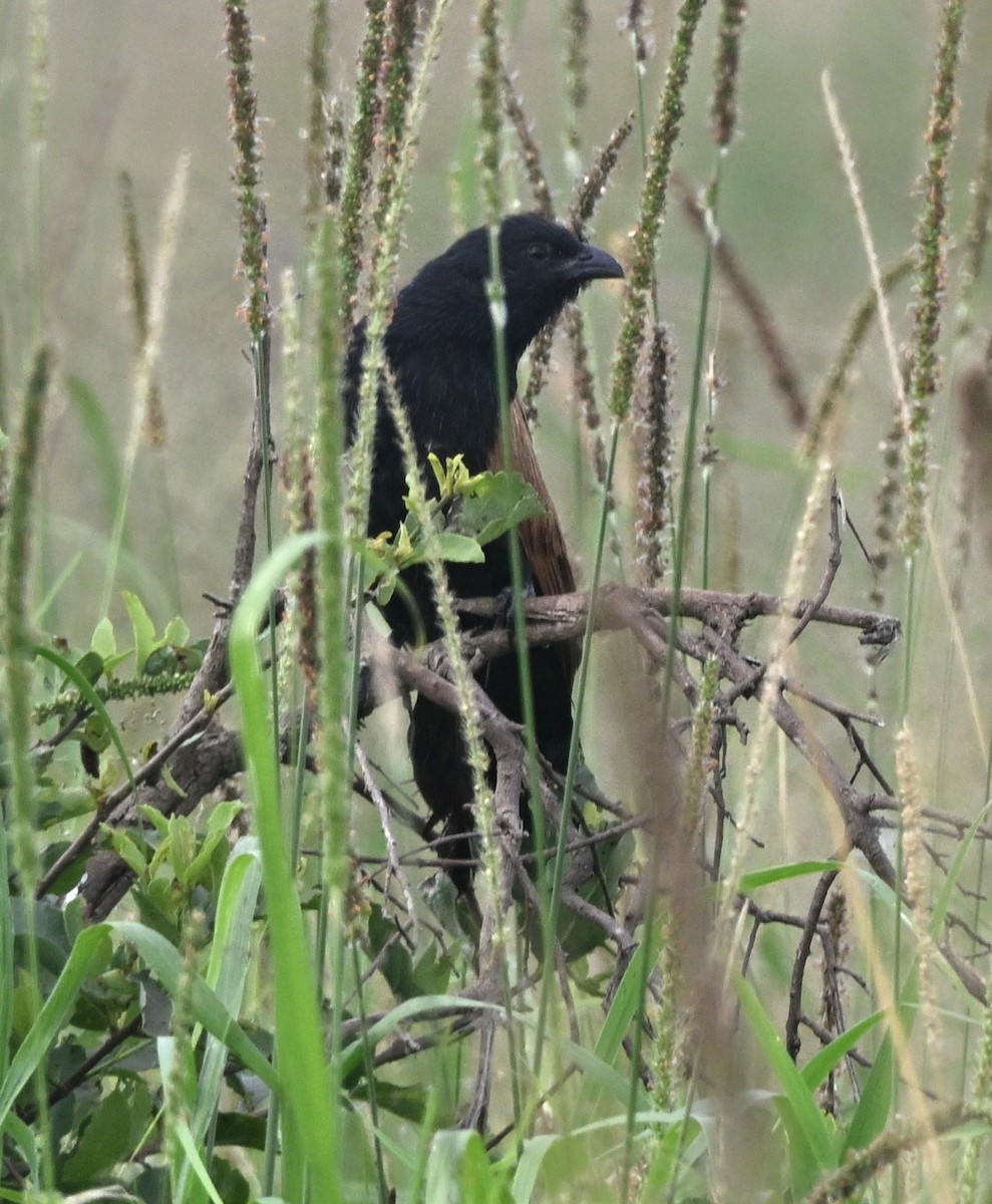 Black Coucal - ML655812919