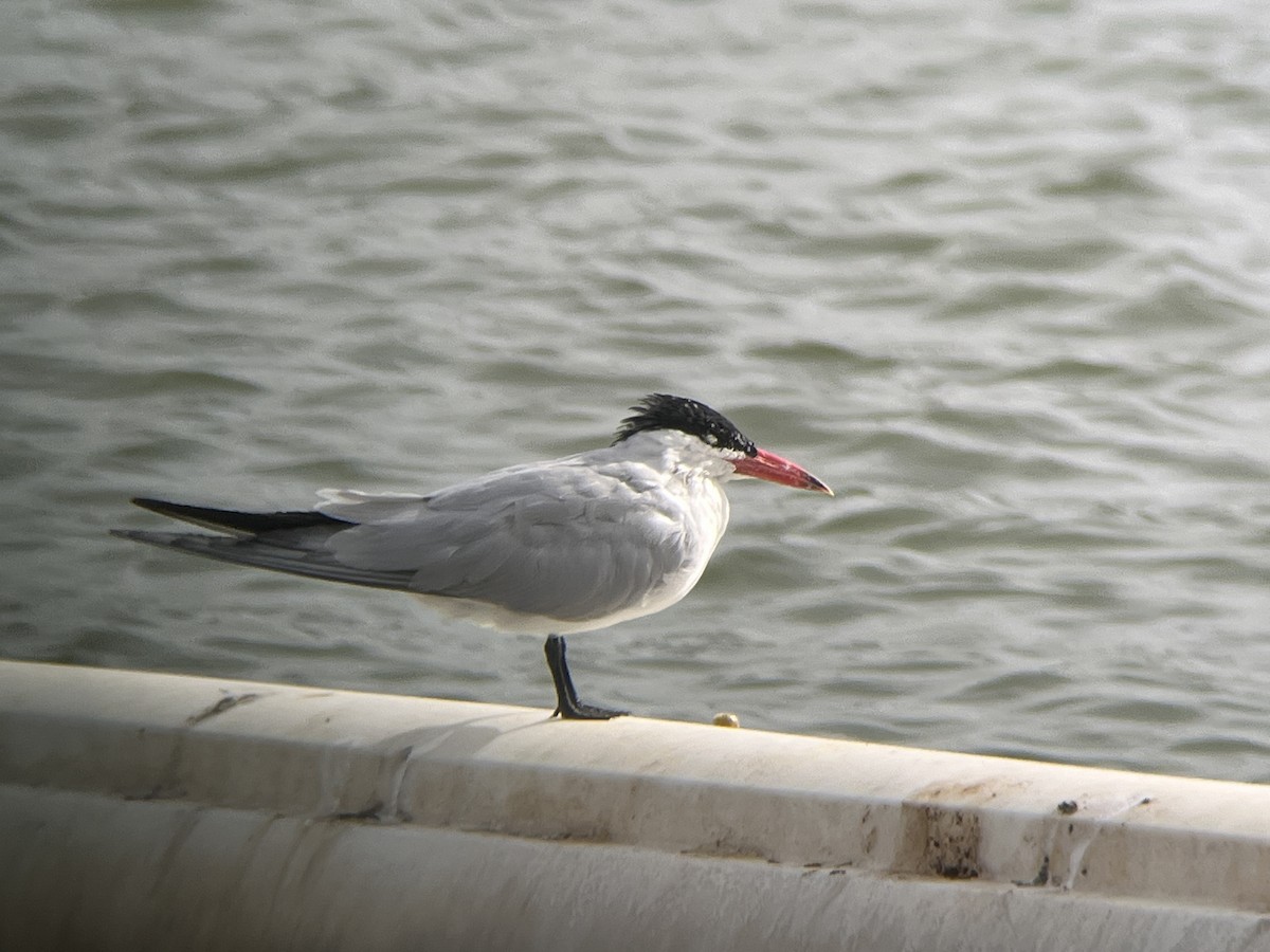Caspian Tern - ML655813263