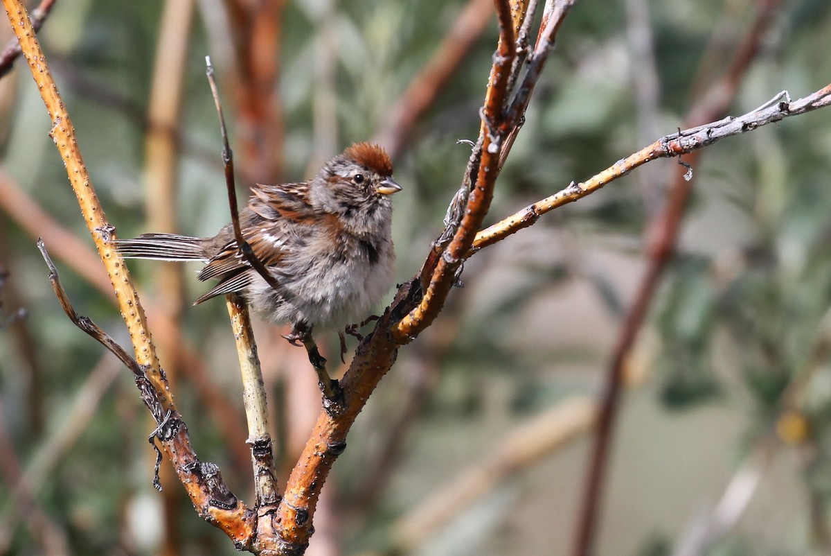 American Tree Sparrow - ML65581401