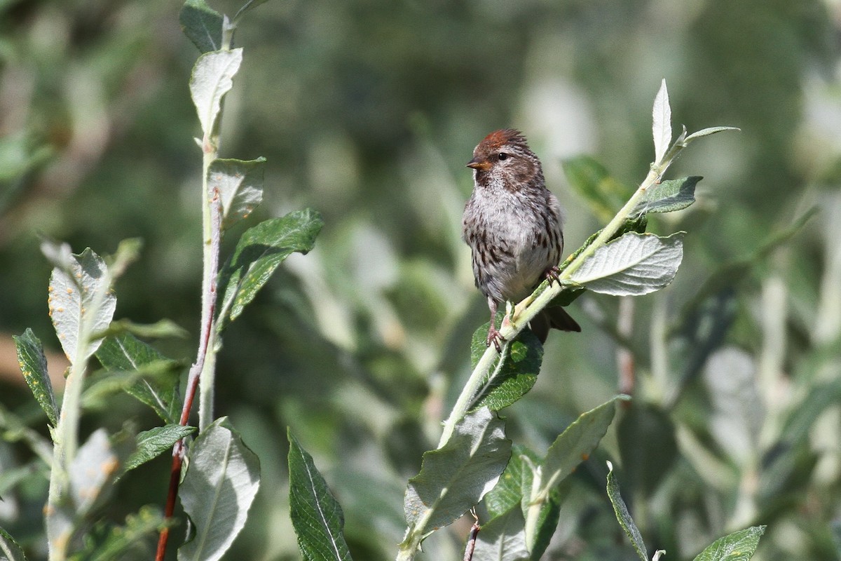 Common Redpoll (flammea) - ML65581451