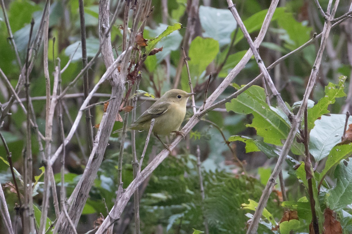 Yellow Warbler - Audrey Addison