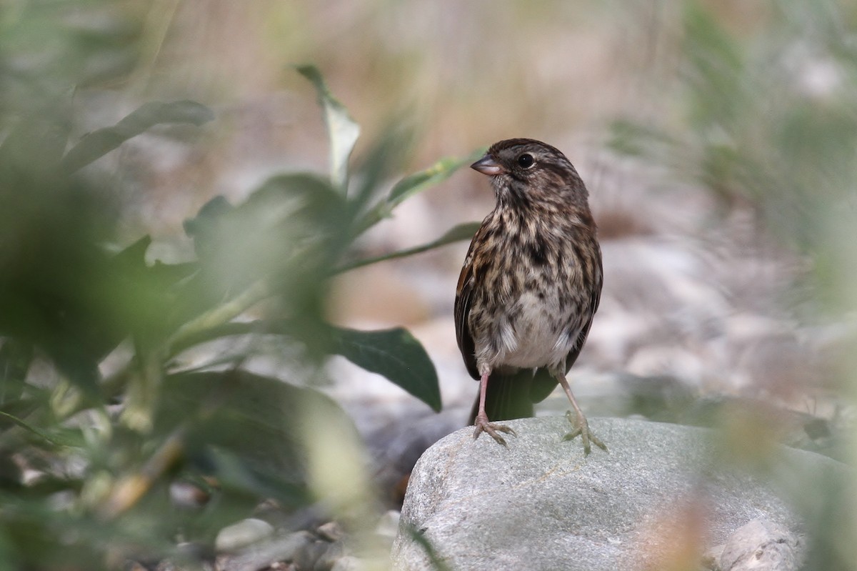 American Tree Sparrow - ML65581481