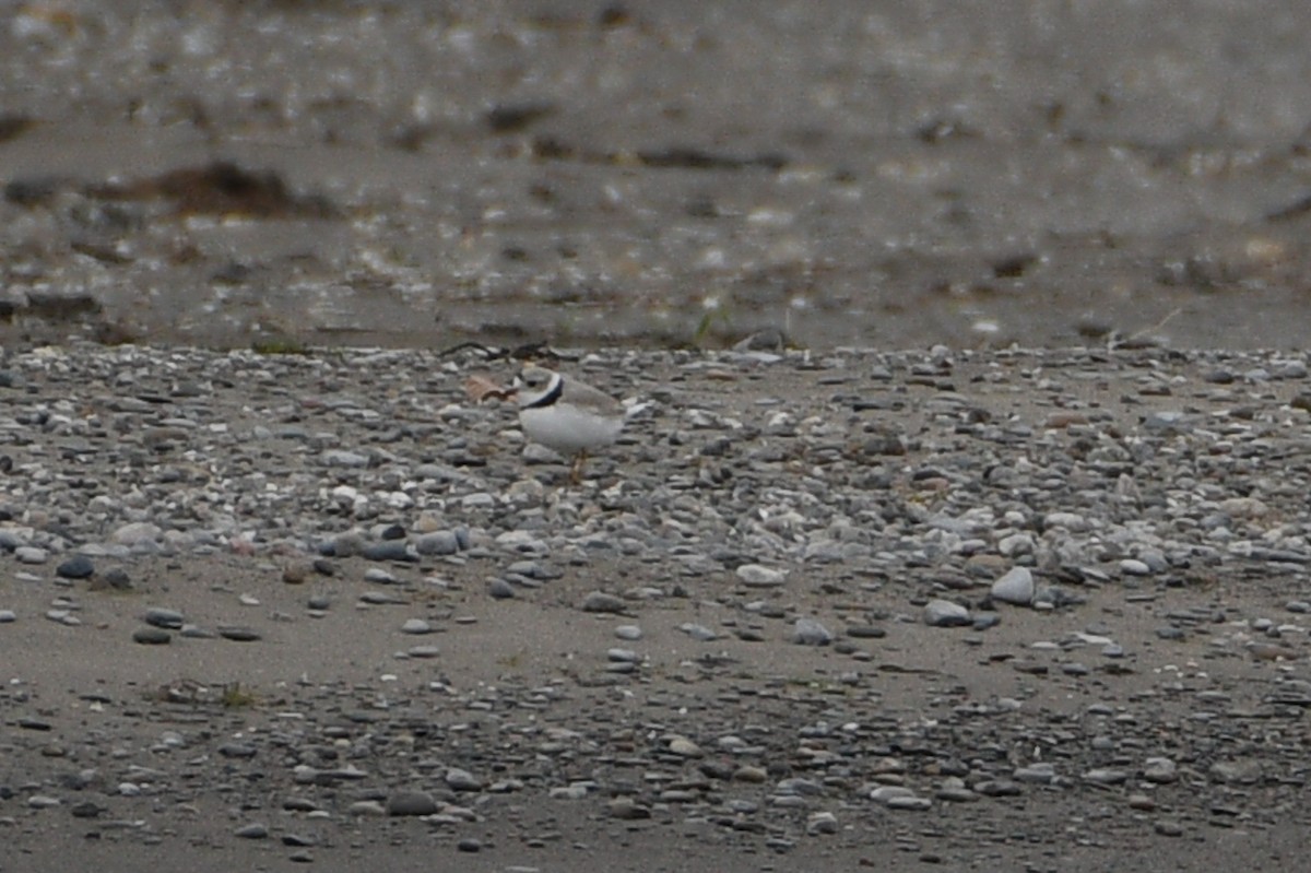 Piping Plover - ML655816044